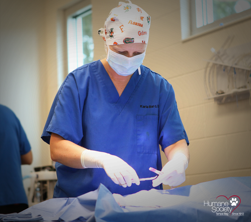 Humane Society of Tampa Bay veterinarian performing a life-saving surgery on an animal.