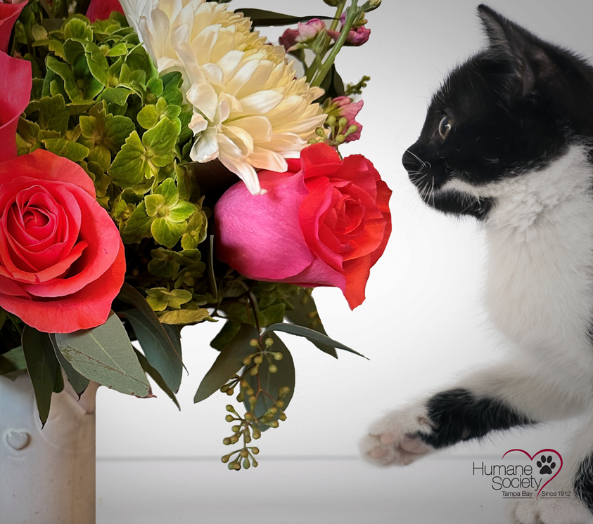 A black and white kitten looks at and smells a bouquet of pink roses and white flowers.