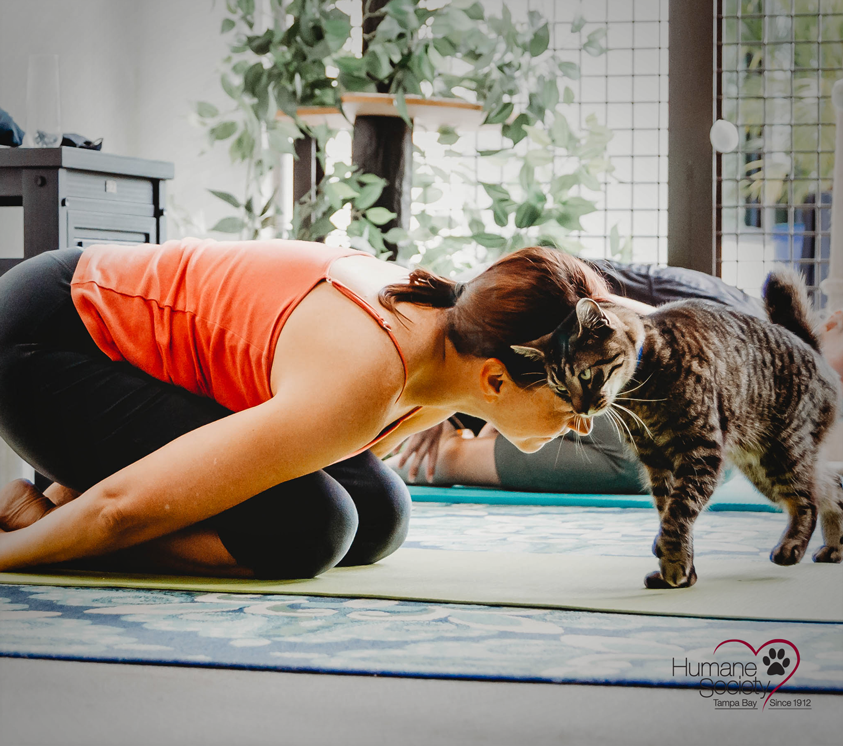 A woman in a tank top is in a yoga pose with a cat rubbing up against her head.