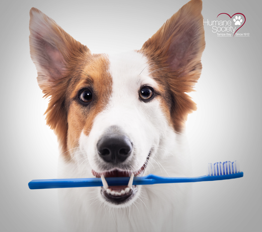 A white and brown dog with a toothbrush in it's mouth.