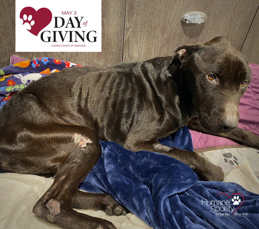 A heartbroken and emaciated black lab looks into the camera as he is being cared for at HSTB.