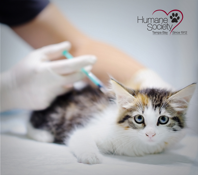 A cat looks directly into the camera while getting a vaccine.