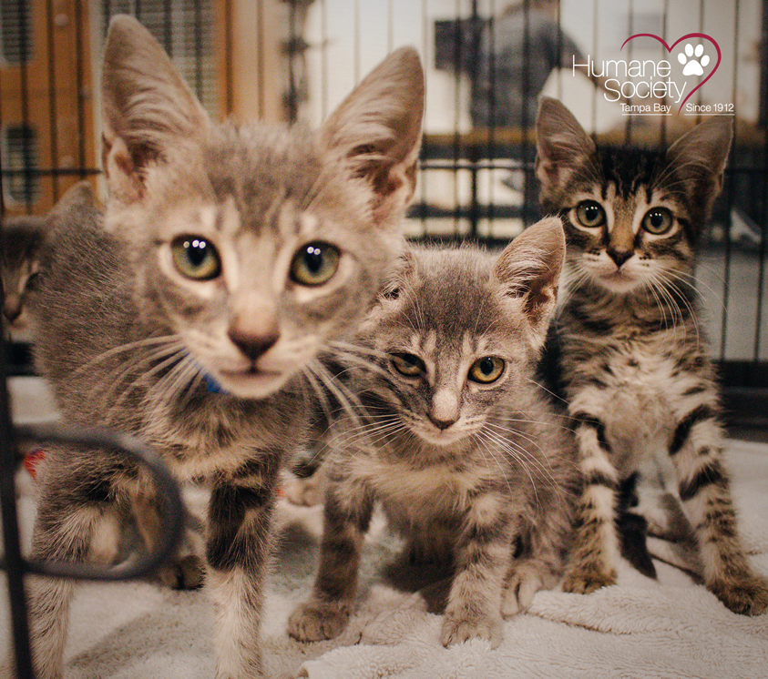 Three kittens in the HSTB nursery look directly into the camera.