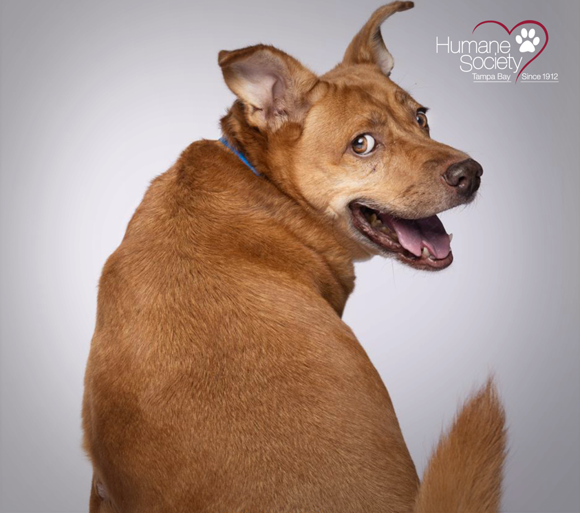 A brown dog sits in front of a white background looking over his shoulder with a smile on his face
