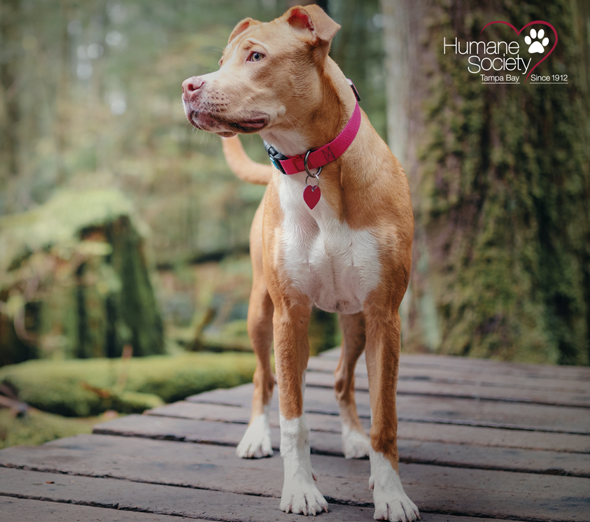 A dog stands on a dock outside with a red collar and red heart tag.