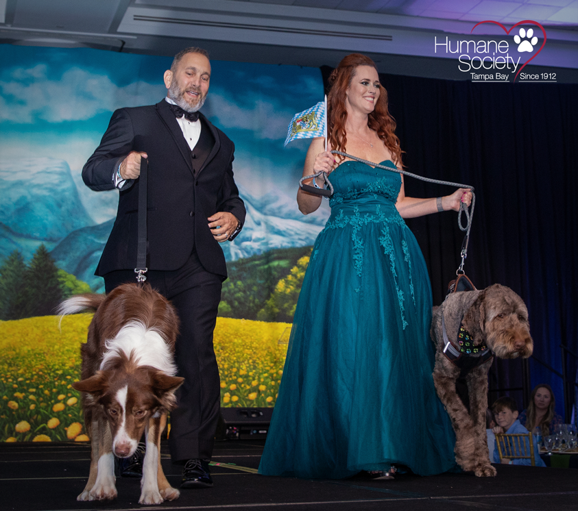 2024 Tuxes and Tails Chairs walk down the runway with two adoptable dogs.