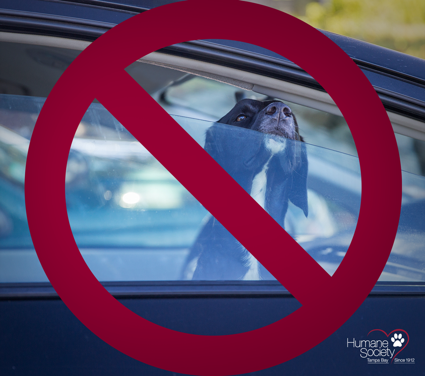 A dog in a car with the window cracked with a big red X over it.
