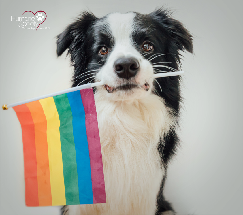A black and white dog sits with a pride flag in its mouth for pride month.