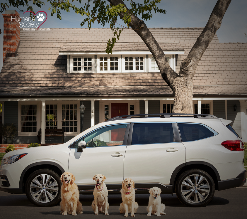 A white Subaru in front of a house with four dogs sit in front of it.