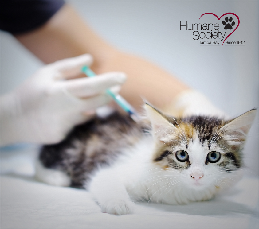 A kitten looks into the camera while they are getting a vaccine to keep them healthy.