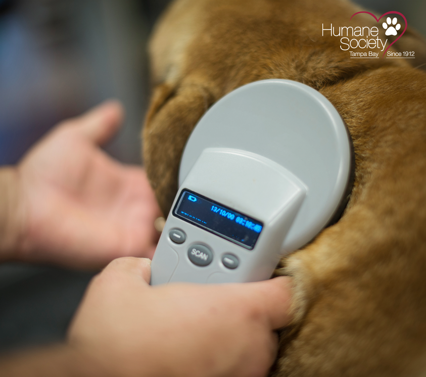 A tan dog is being scanned for a microchip