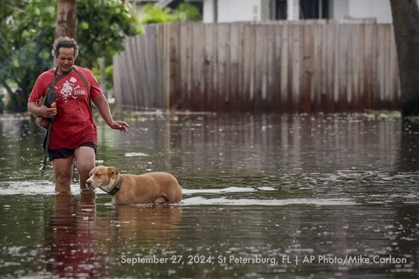 A Florida resident in St. Petersburg Fl walks through standing water with their dog after Hurricane Helene.