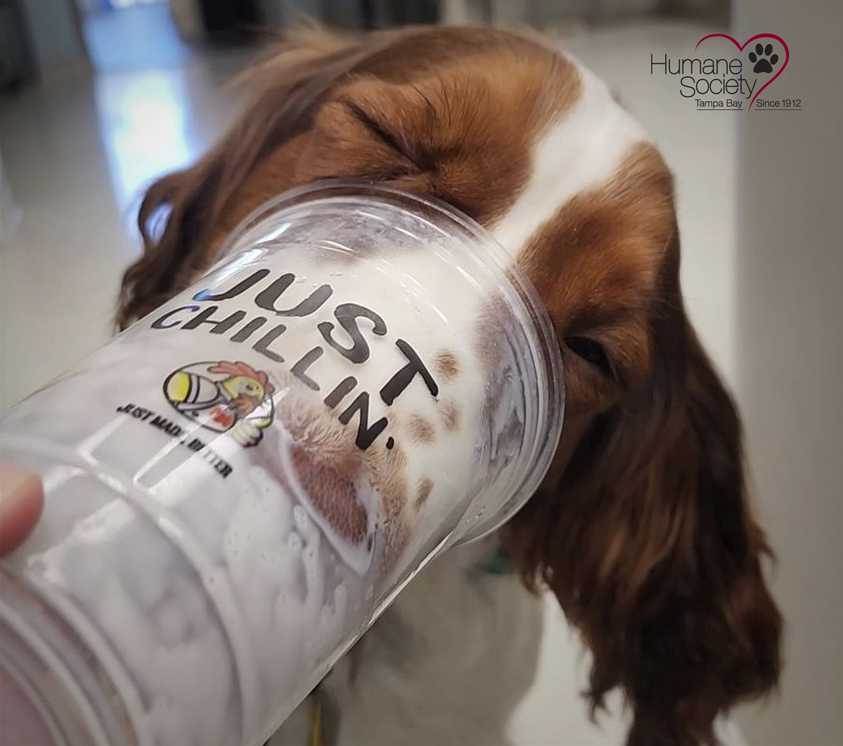 A dog licks the inside of a PDQ cup!