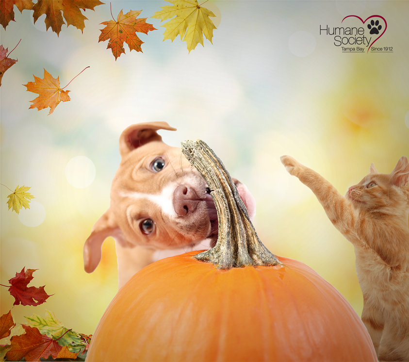 A pit bull puppy bites the stem of a pumpkin while a ginger kitten plays next to them.