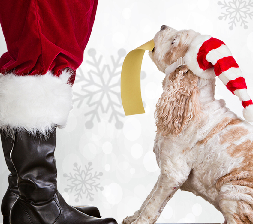 Santa's legs stand in front of a puppy who is holding their holiday wish list.