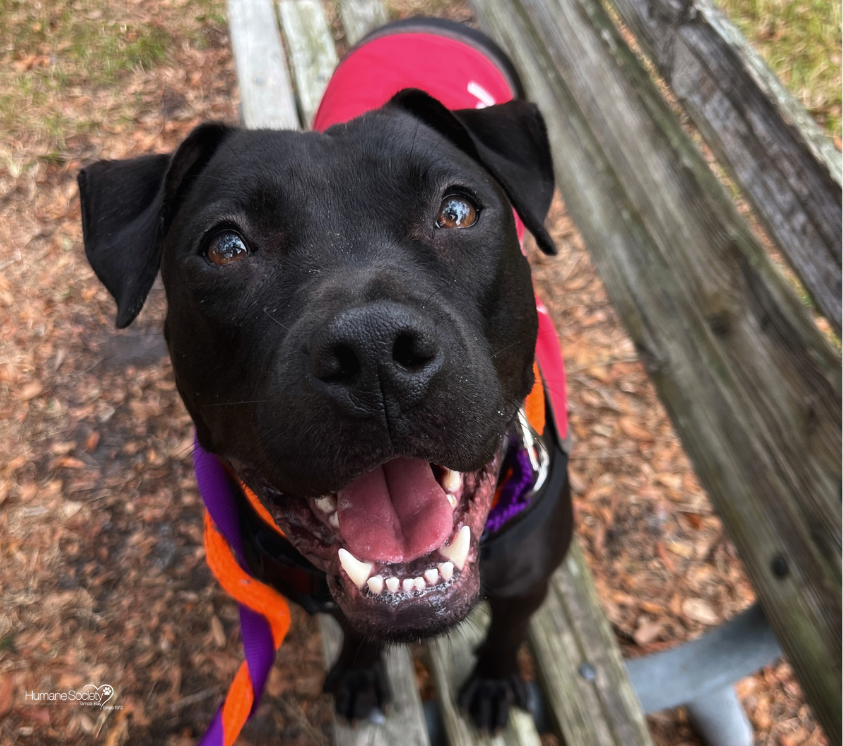 A black dog smiles at the camera during their doggie day out!